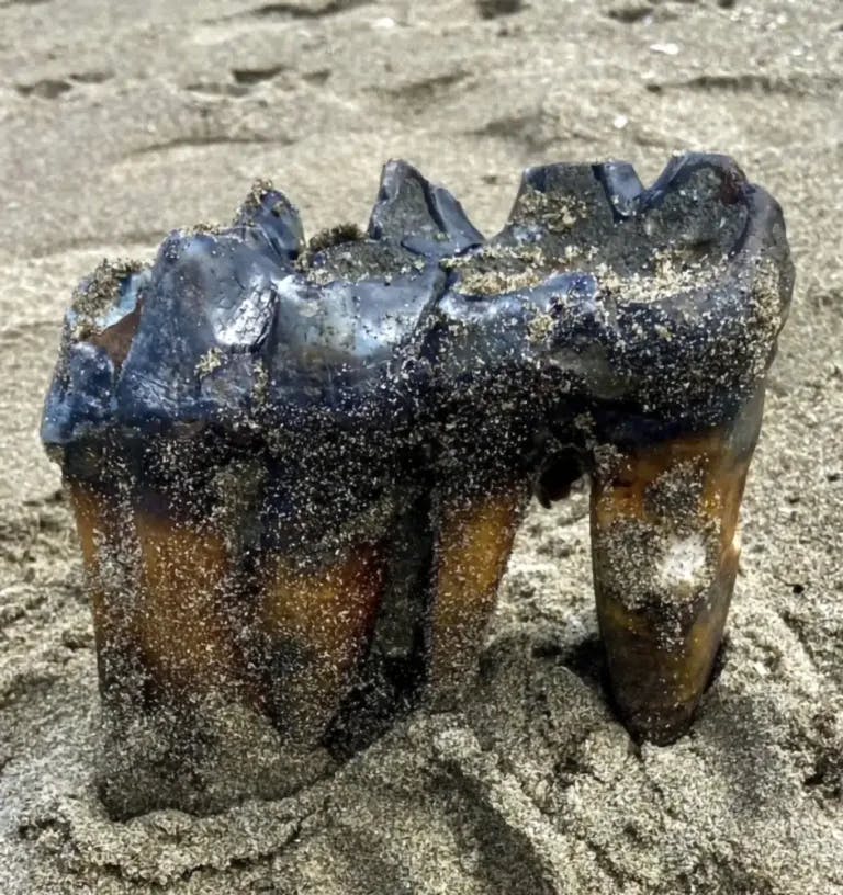 Ancient artifact on beach